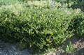 Asperugo procumbens